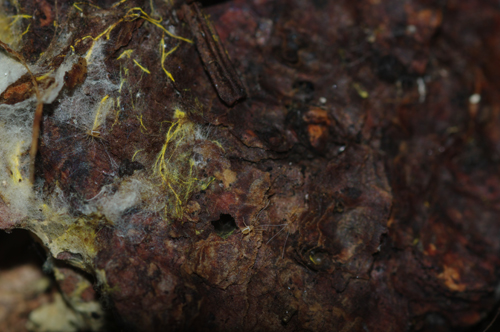 Linopodes sp. (Eupodidae)